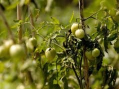 Farmer Sees Bright Future in Tomato Farming at Pechar Dwip