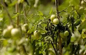 Farmer Sees Bright Future in Tomato Farming at Pechar Dwip