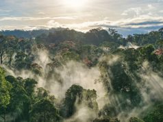 Tropical Forest Loss Eased in 2025 After Record Year: Researchers