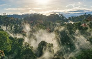 Tropical Forest Loss Eased in 2025 After Record Year: Researchers