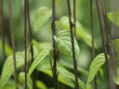 Housewife Finds Success Cultivating Betel Leaf on Leased Land in Ramu