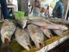 Giant Coral Fish Draw Attention in Cox’s Bazar Market Despite Fishing Ban