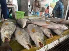 Giant Coral Fish Draw Attention in Cox’s Bazar Market Despite Fishing Ban