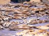 Rain-Soaked Dried Fish Laid out Again Under the Sun in Cox’s Bazar