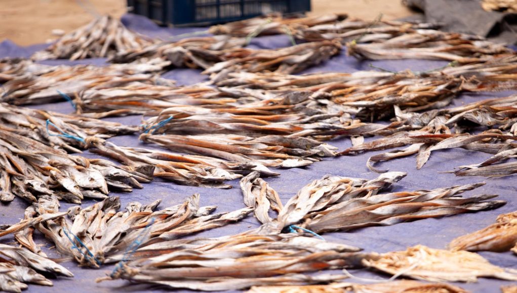 Rain-Soaked Dried Fish Laid out Again Under the Sun in Cox’s Bazar