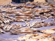 Rain-Soaked Dried Fish Laid out Again Under the Sun in Cox’s Bazar