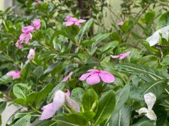 Rain-Kissed Night-Flower Jasmine Adds Charm to Cox’s Bazar