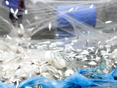 Fishers Return with Full Nets