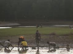 Monsoon Waterlogging Turns into a Natural Fishing Ground for Villagers in Cox’s Bazar