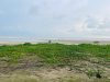 Monsoon Rains Revive Sagarlata Along Marine Drive