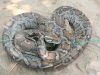 Python Rescued on St Martin’s Island Released Into Teknaf Forest