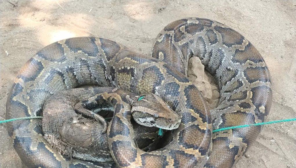 Python Rescued on St Martin’s Island Released Into Teknaf Forest