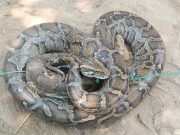 Python Rescued on St Martin’s Island Released Into Teknaf Forest