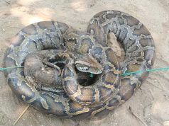 Python Rescued on St Martin’s Island Released Into Teknaf Forest
