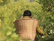 Indigenous Women Collect Shell in Coastal Mangroves at Pechar Dwip