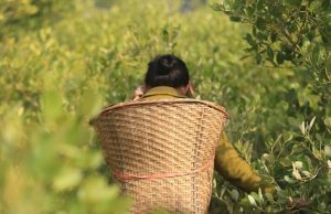 Indigenous Women Collect Shell in Coastal Mangroves at Pechar Dwip