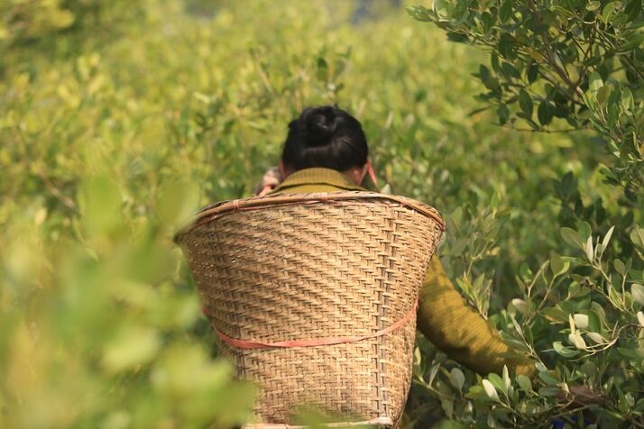 Indigenous Women Collect Shell in Coastal Mangroves at Pechar Dwip