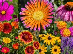 Heat-Tolerant Flowers That Keep Gardens Thriving in Hot, Dry Summers