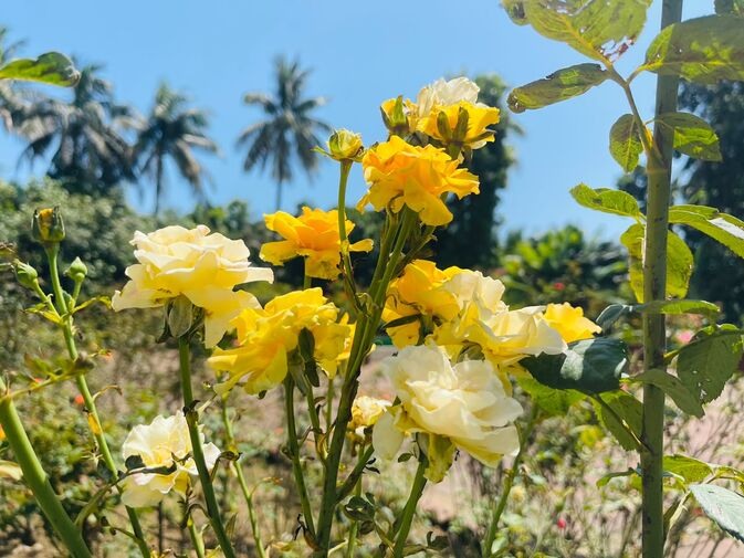 Yellow_Rose_optimized_100