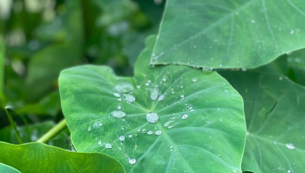 Raindrop