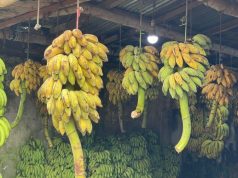 From Truckloads to City Streets: Kasturaghat’s Bustling Banana Wholesale Market