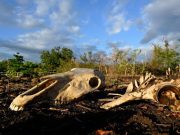 El Nino Could Cause 451,000 Extra Heat Deaths: Research