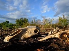 El Nino Could Cause 451,000 Extra Heat Deaths: Research