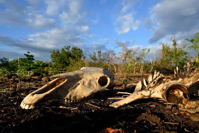 El Nino Could Cause 451,000 Extra Heat Deaths: Research
