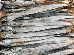 Dried Churi Fish Is Popular in Cox’s Bazar Market