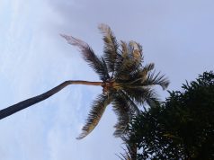 Coconut Production Falls in Cox’s Bazar Despite Rising Demand