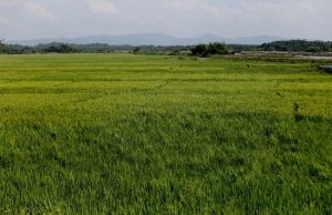 Green Beside the Saltwater