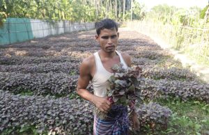 From Seed to Market in Just 20 Days