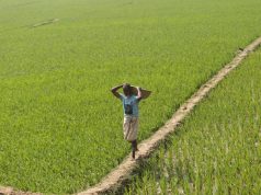Coastal Farmers Tend Rice Fields in Pechar Dwip