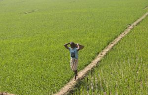 Coastal Farmers Tend Rice Fields in Pechar Dwip