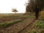 Coastal Women Grow Early Winter Vegetables on Sandy Land