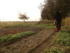 Coastal Women Grow Early Winter Vegetables on Sandy Land