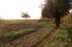 Coastal Women Grow Early Winter Vegetables on Sandy Land