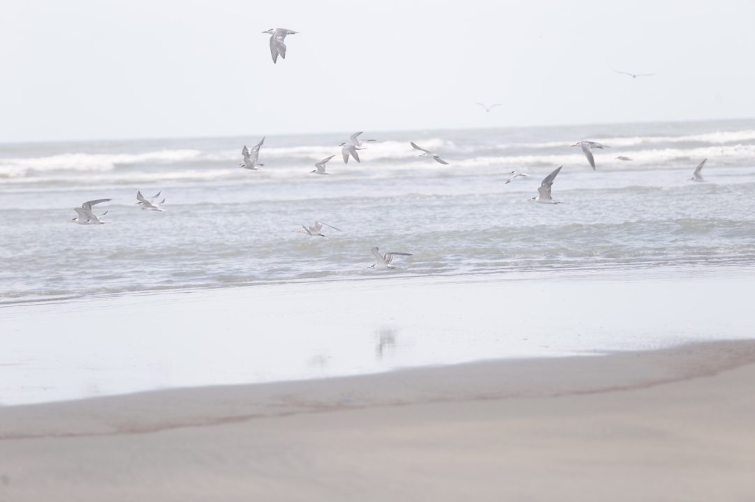 Birds