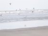 Seabirds Bring New Life to the Coast as Winter Approaches