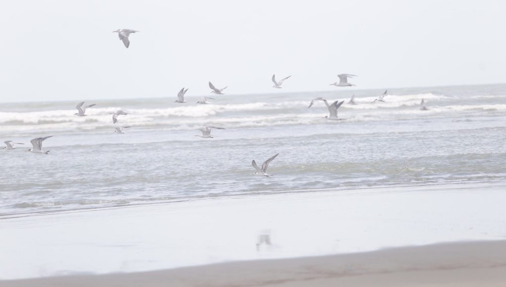 Seabirds Bring New Life to the Coast as Winter Approaches