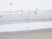 Seabirds Bring New Life to the Coast as Winter Approaches