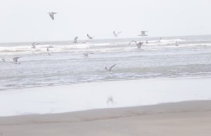 Seabirds Bring New Life to the Coast as Winter Approaches
