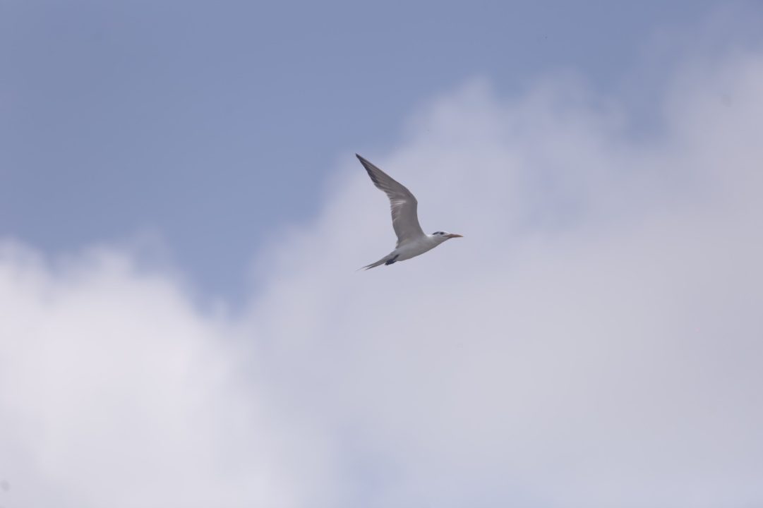 Birds 3