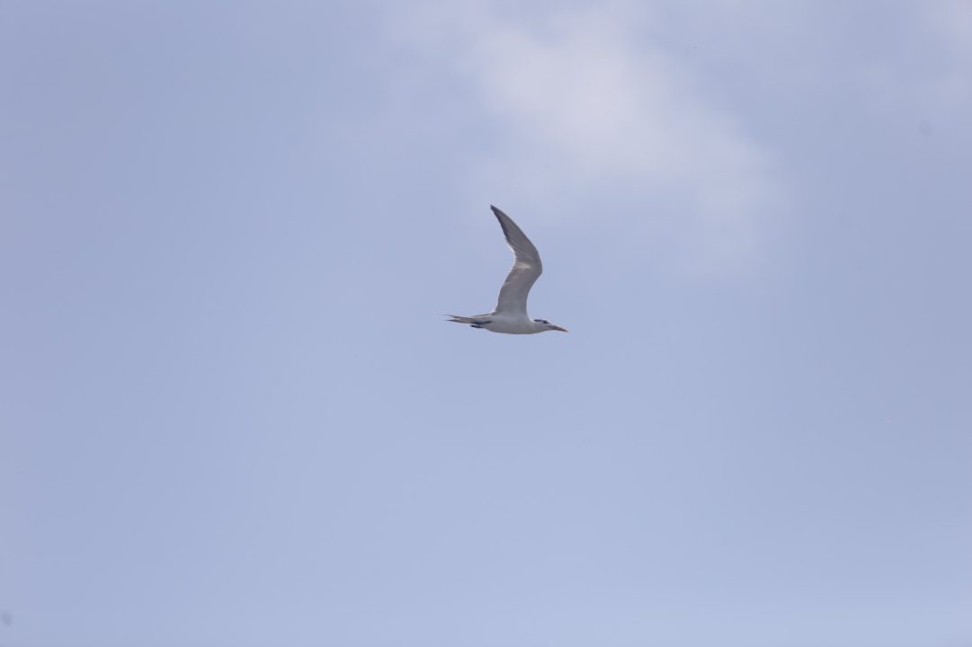 Birds 5