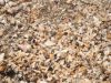 Broken Shells, a Source of Income for Coastal Women