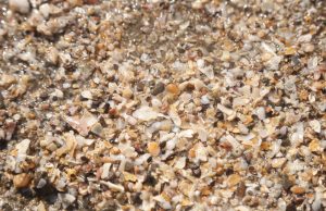 Broken Shells, a Source of Income for Coastal Women