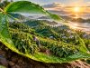 The Green Gold of Maheshkhali: Heritage, Economy, and the Future