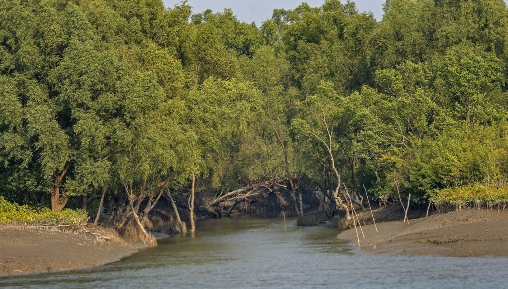 Industrial Air Pollution Threatens Sundarbans’ Long-Term Ecological Health