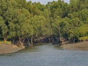 Industrial Air Pollution Threatens Sundarbans’ Long-Term Ecological Health