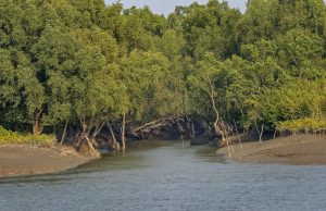 Industrial Air Pollution Threatens Sundarbans’ Long-Term Ecological Health